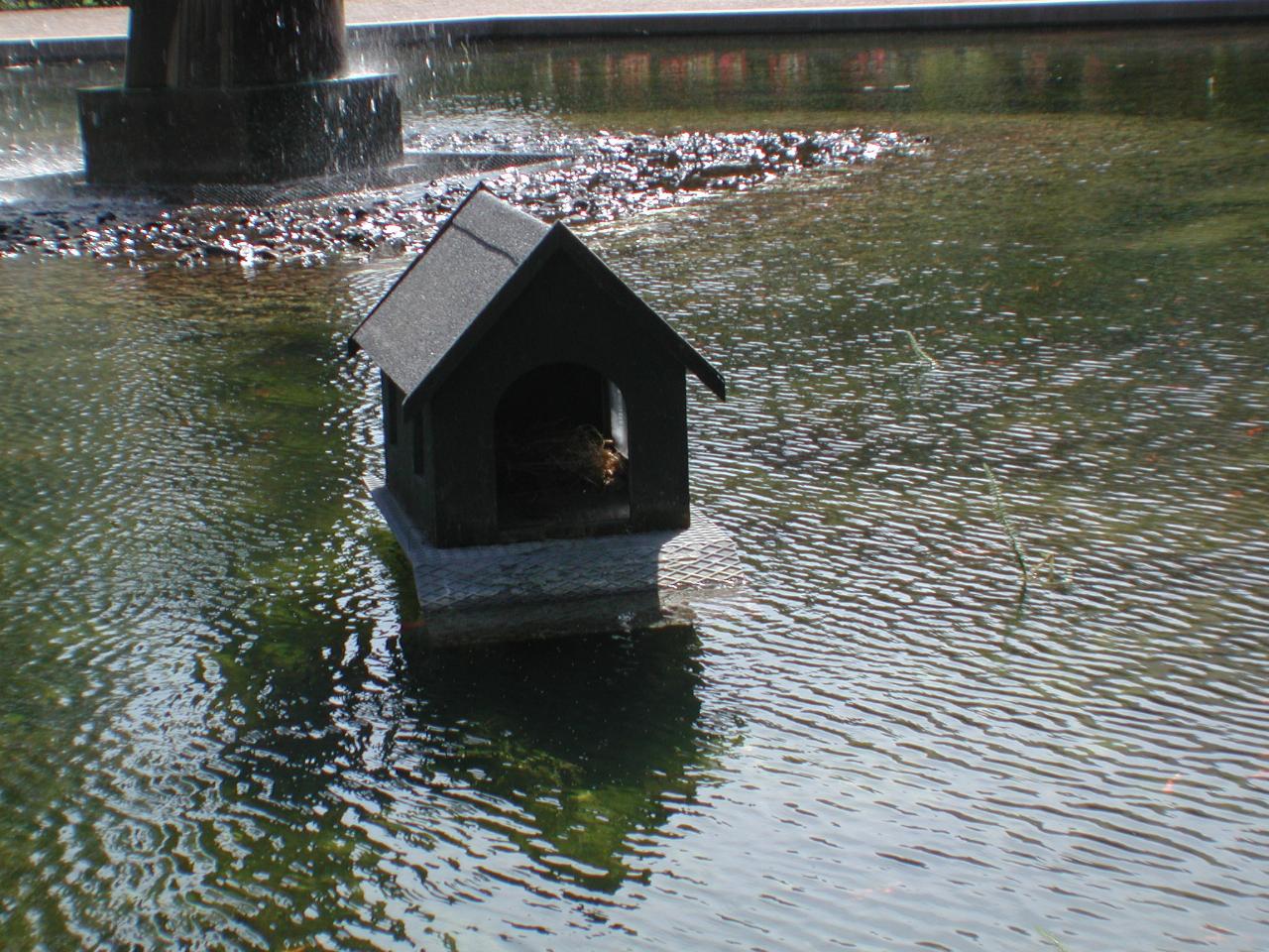 KPLU Viking Jazz: Duck nesting home in fountain in Bibliotekshaven