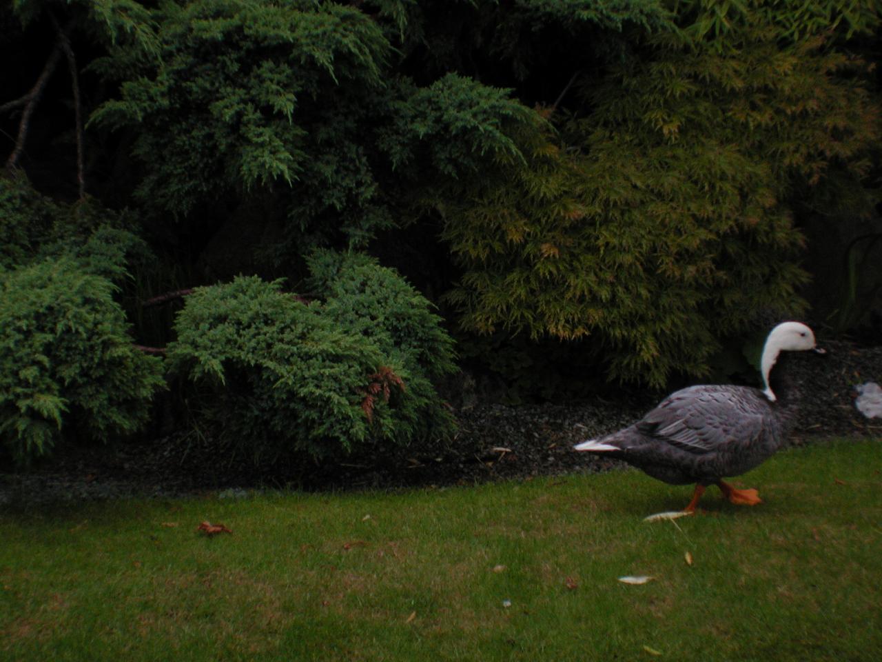 KPLU Viking Jazz: Tivoli Gardens and some of its native wildlife