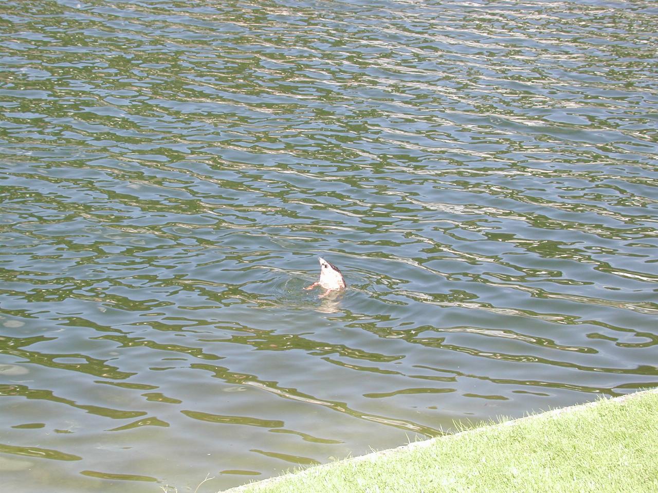 KPLU Viking Jazz: Bottoms up - feeding time for the ducks in the lake in the park