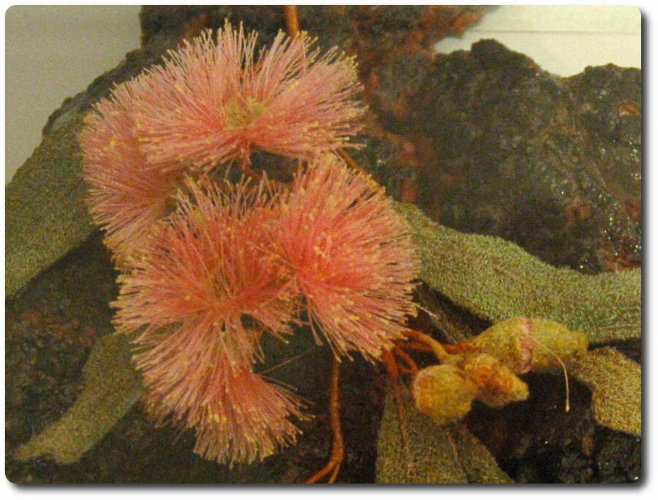 Man made twig with leaves and salmon coloured flowers