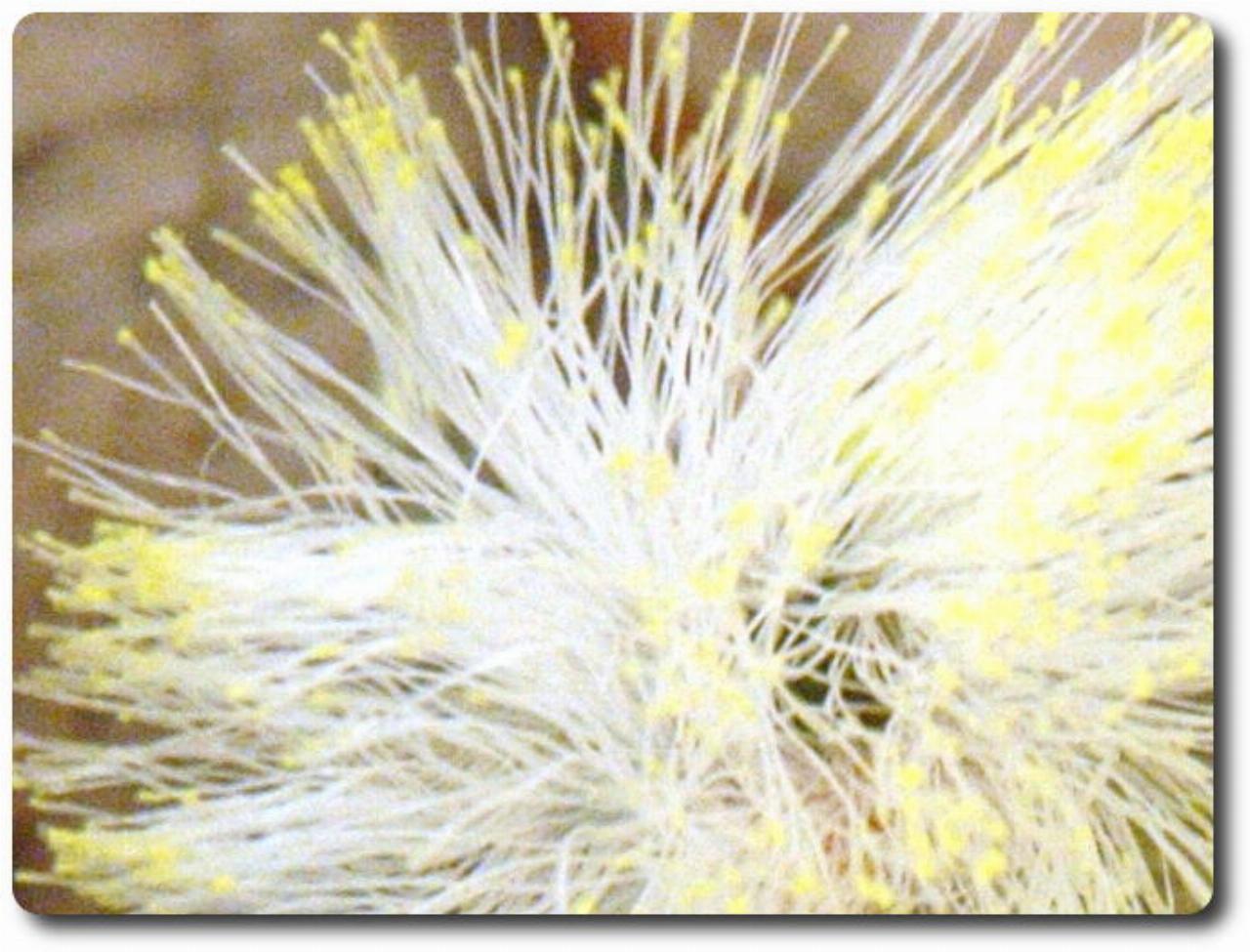 Man made twig with leaves and white and yellow flowers