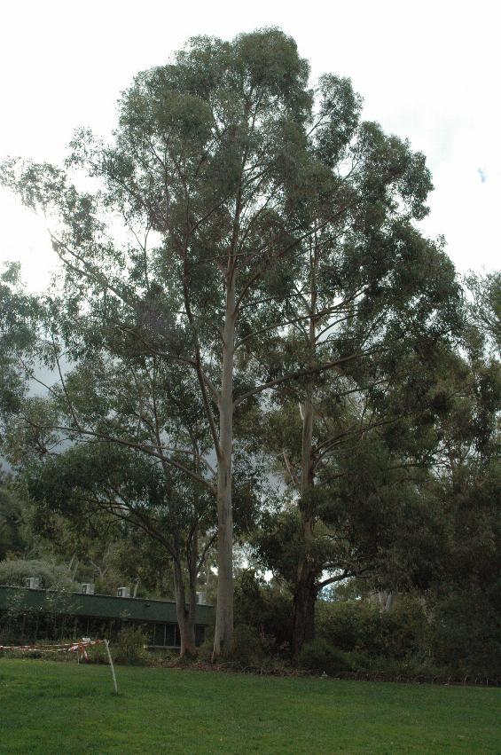 Tall tree, straight white trunk