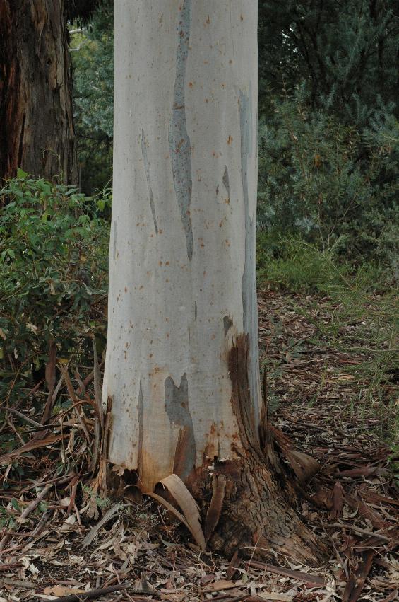 Base of trunk, white with brown streaks