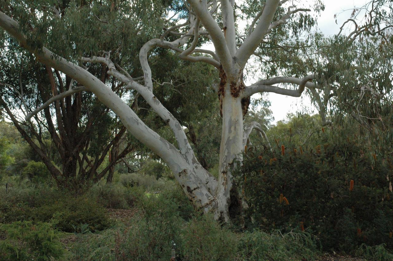 White trunk with multiple major parts