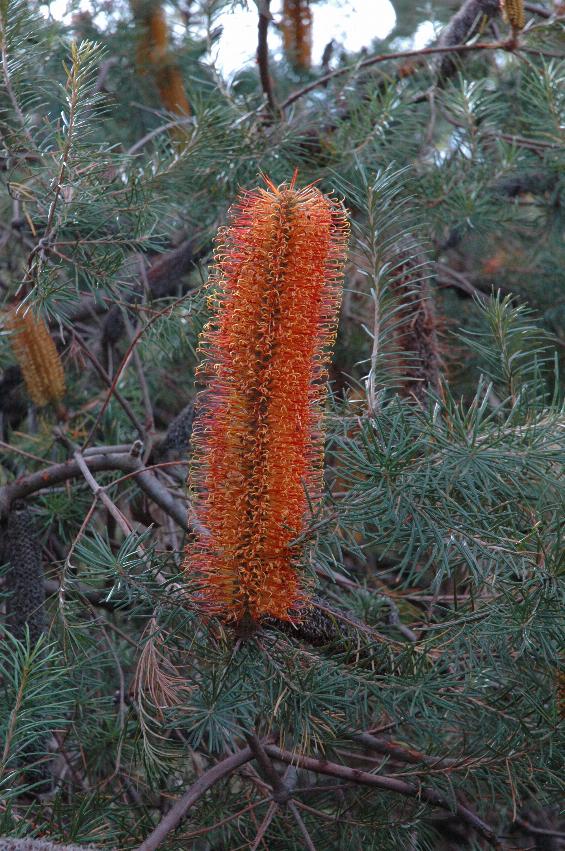 Tubular flower composed of orange stems