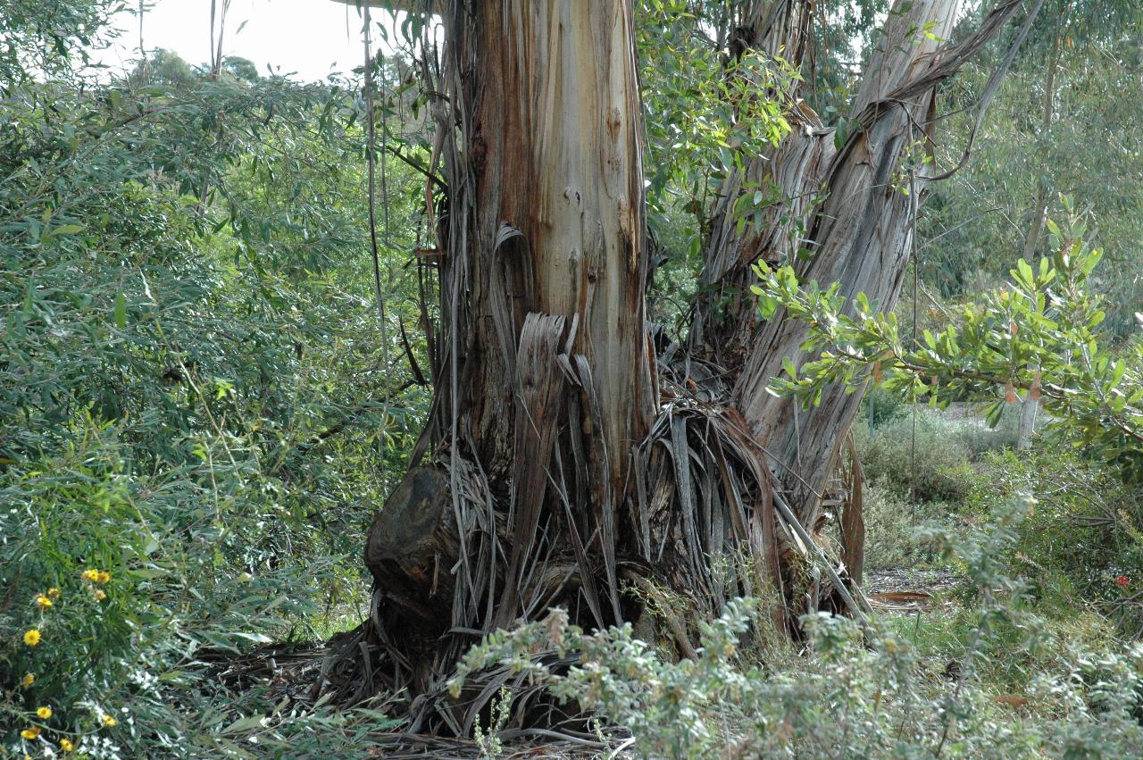 Trunk with peeling bark