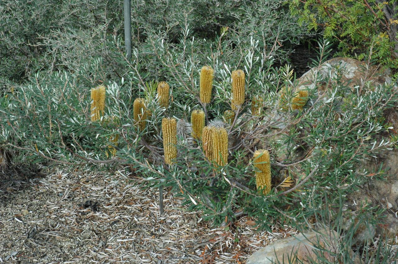 Shrub with tublar flowers of yellow stems