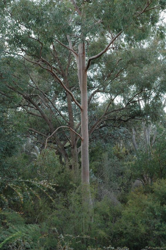 Tall, straight trunk with reddish tint