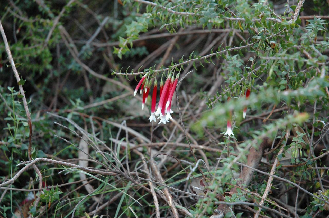 Red tubular flowers with white tips