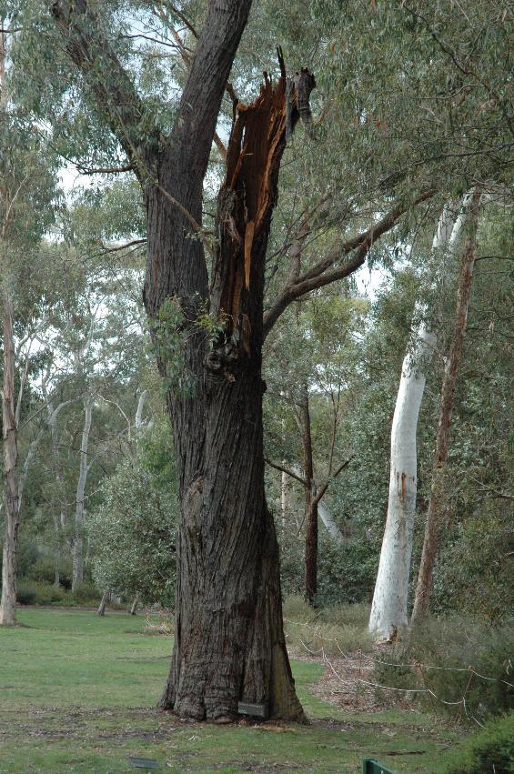 A tree with hollow branch broken off