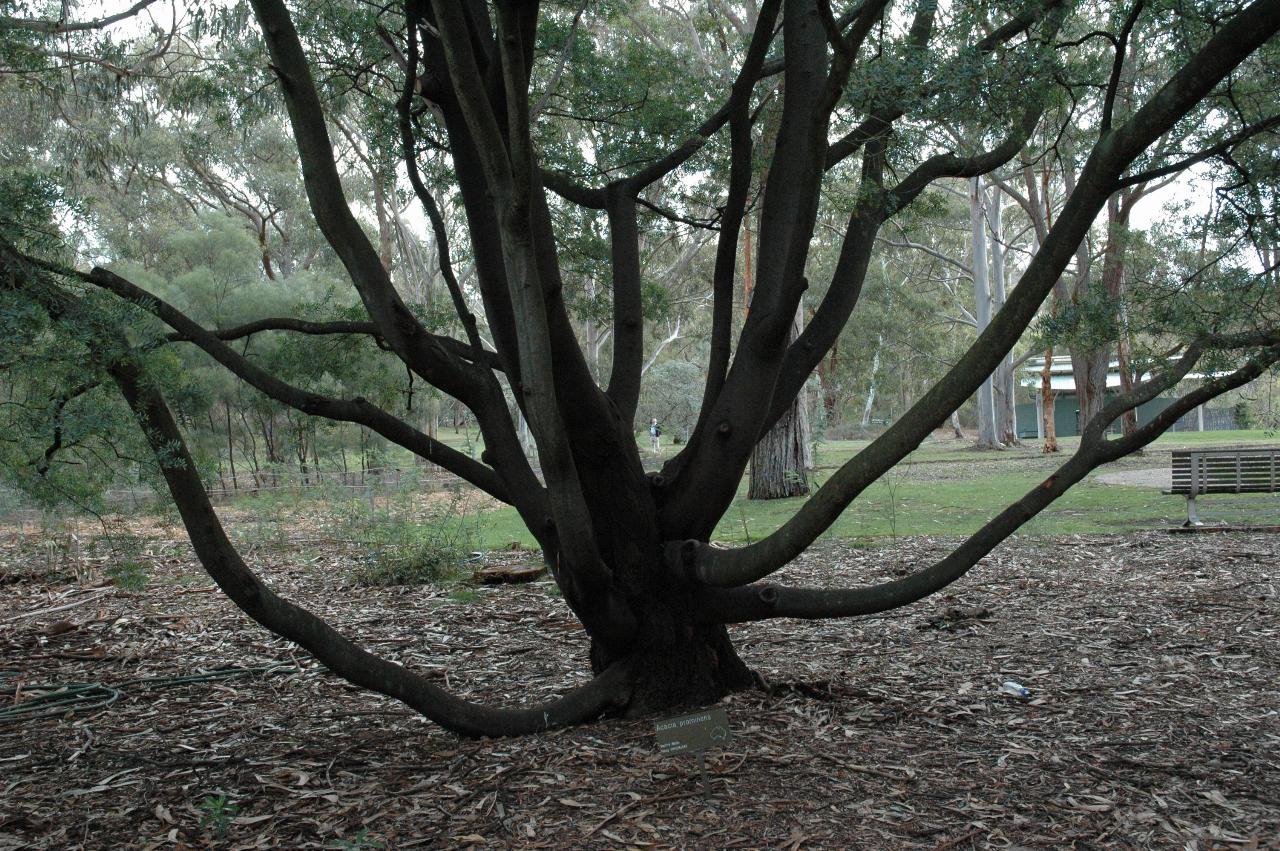 Multiple branched trunk of black bark