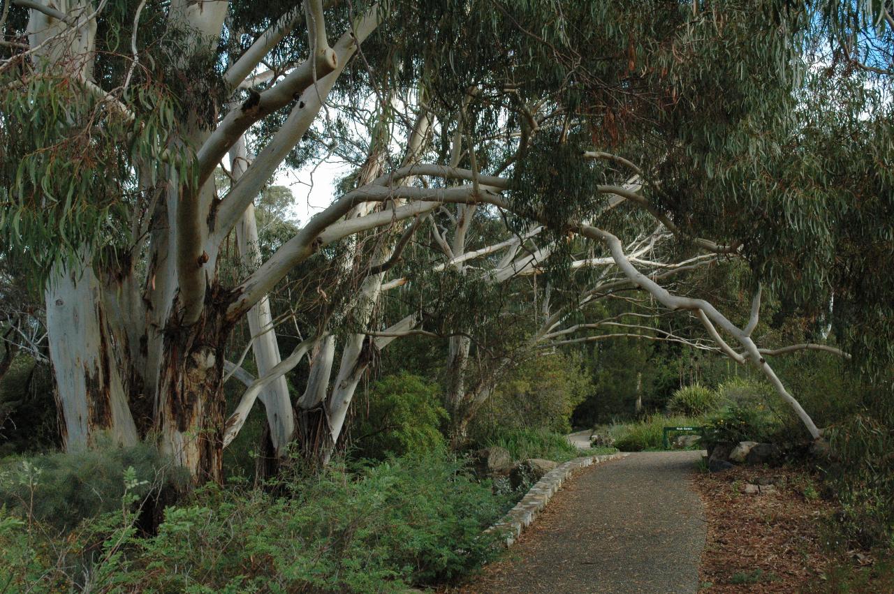 Several trees with multiple branching trunks and white bark