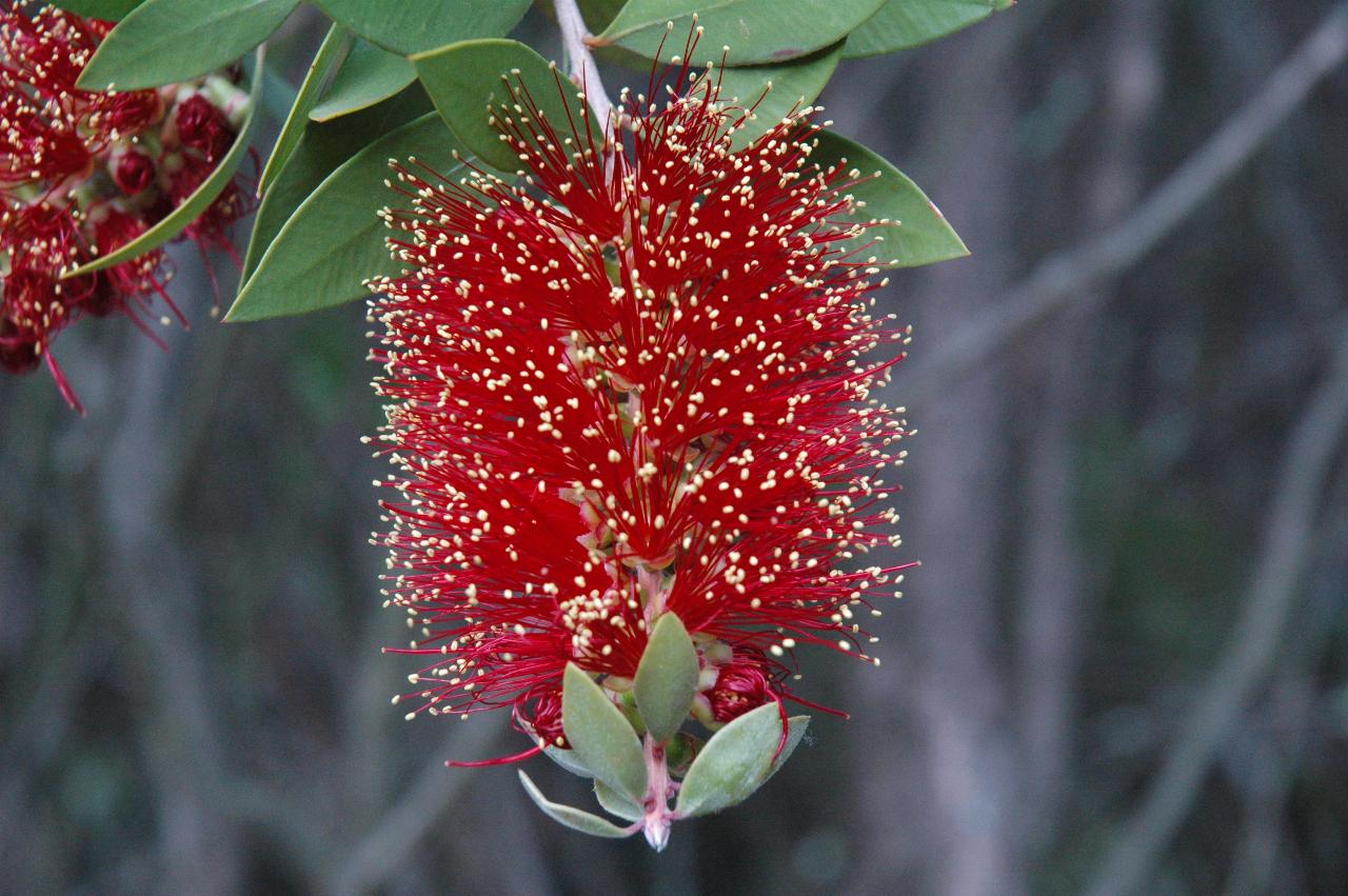 Tubular flower, red stems with yellow tips