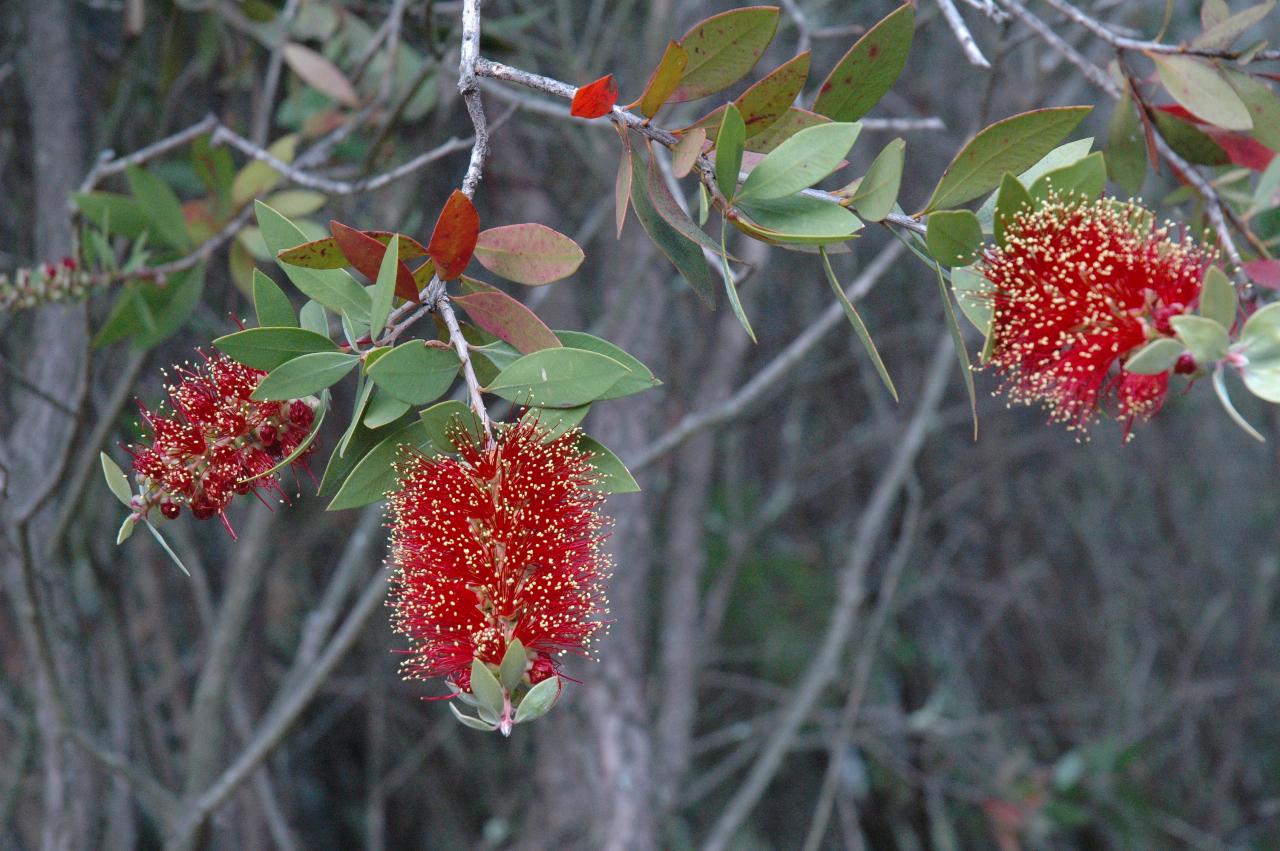 Tubular flower, red stems with yellow tips and green foliage