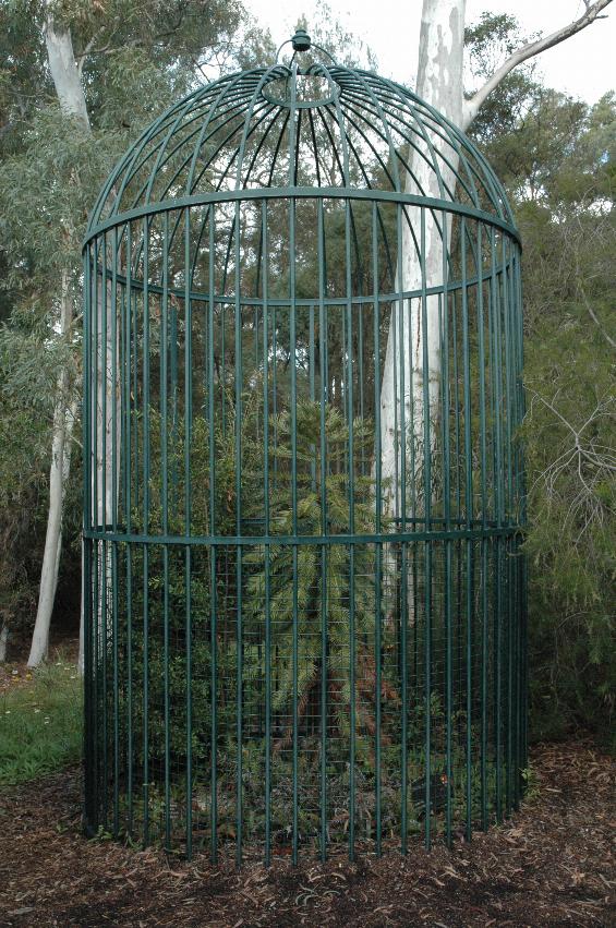 Tree growing in a very tall birdcage - 3m high