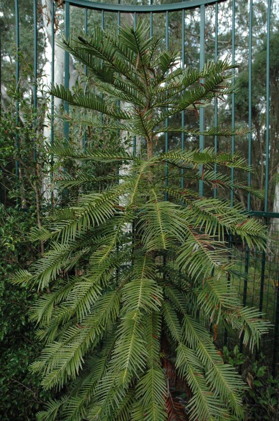 Tree in bird cage, cross between pine and palm tree shape