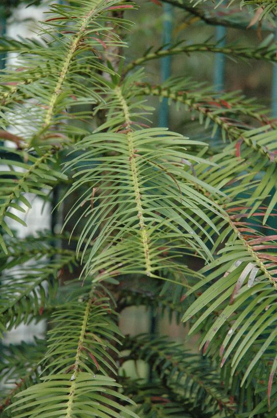 Close up of branch, with thin leaves at right angles, somewhat like a palm tree