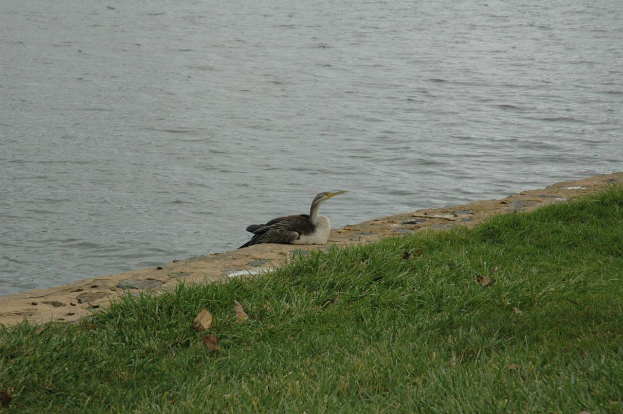 Bird, black back and wings, wide under belly and yellow beak on wall of lake