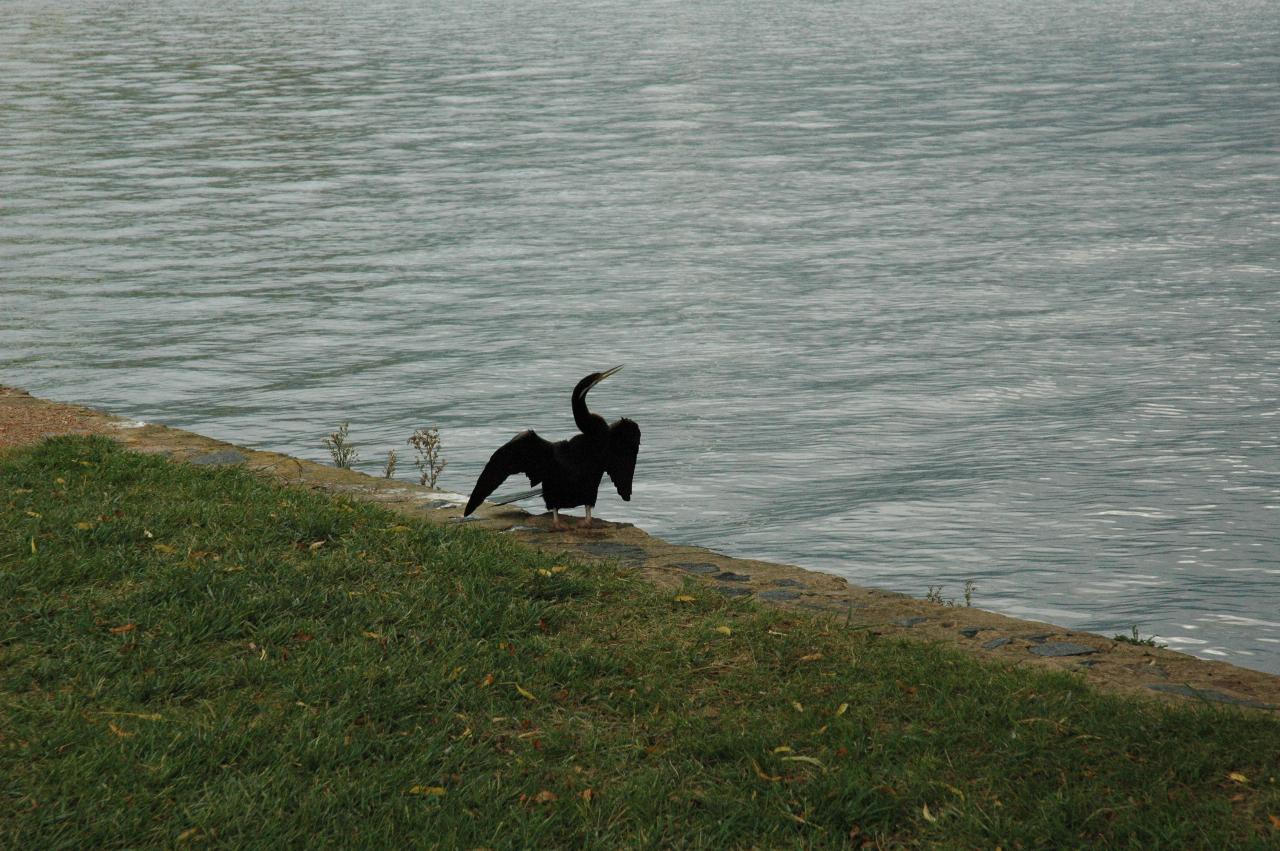 Bird, black, head high, wings outspred, on edge of lake