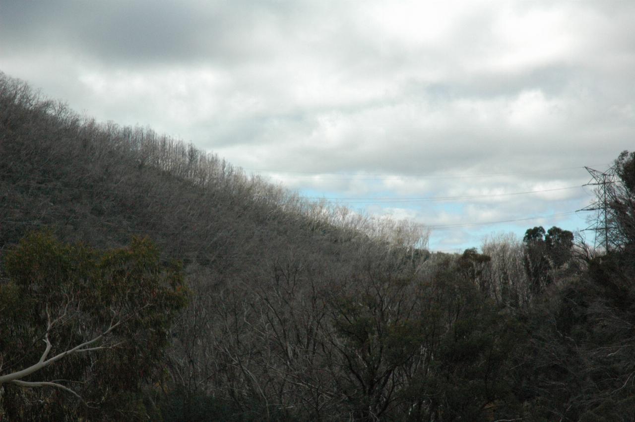 Bare trees on distant mountain
