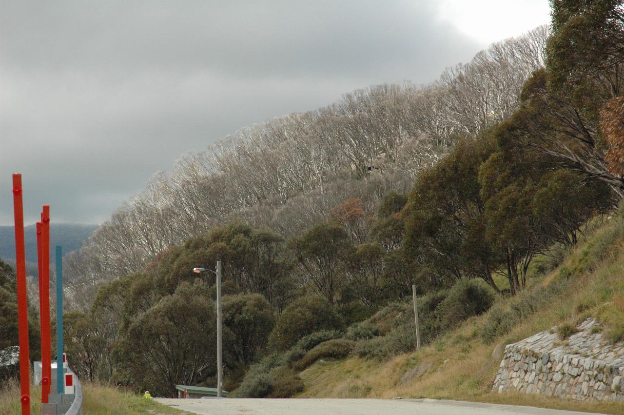 Bare tree trunks on hillside seen from end of road