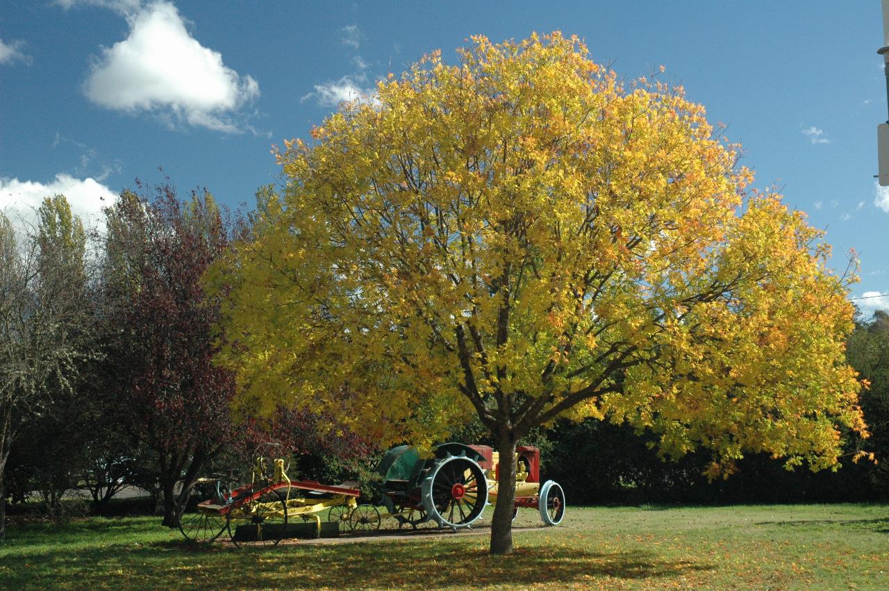 Vivid yellow tree, autumn foliage, in park